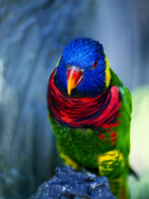 parrot poster