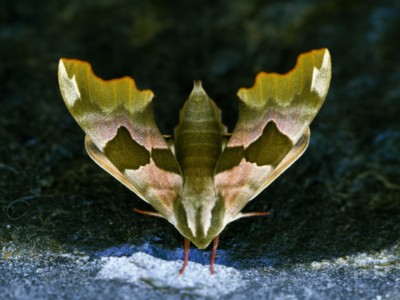 Butterfly & Moth wood print