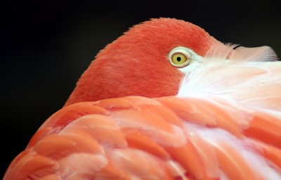 Flamingo pillow