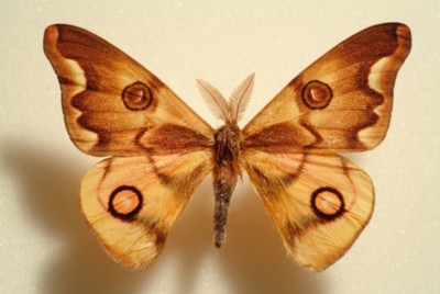 Butterfly & Moth wooden framed poster
