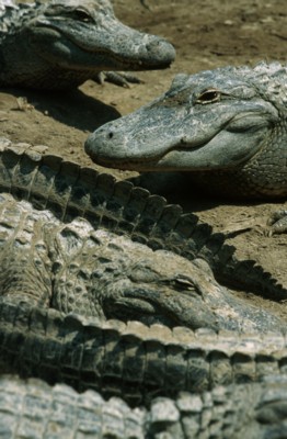 Alligator & Crocodile poster