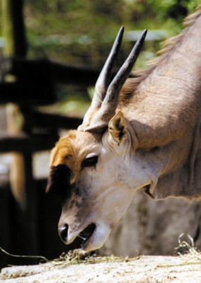 Antelope & Gazelle poster