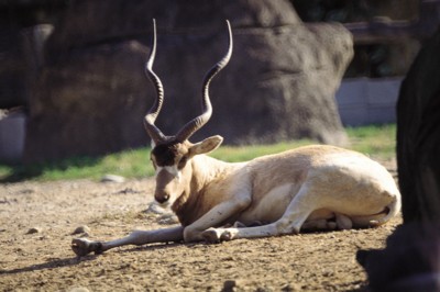 Antelope & Gazelle poster with hanger