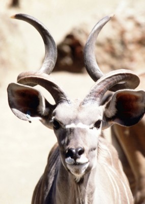 Antelope & Gazelle wood print
