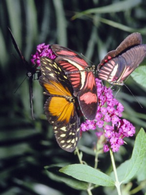 Butterfly & Moth wood print