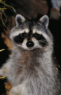 Raccoon poster