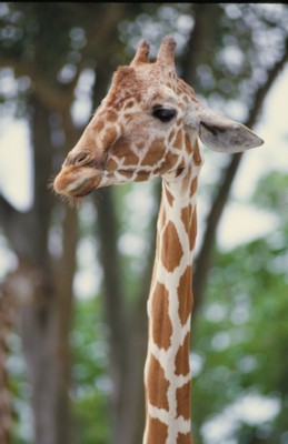 Giraffe poster with hanger