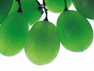 Grapes canvas poster