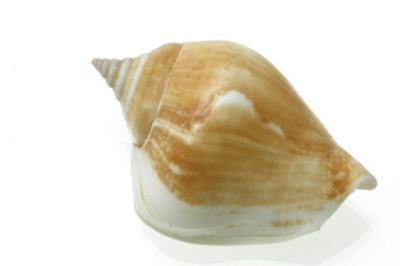 Seashell mug